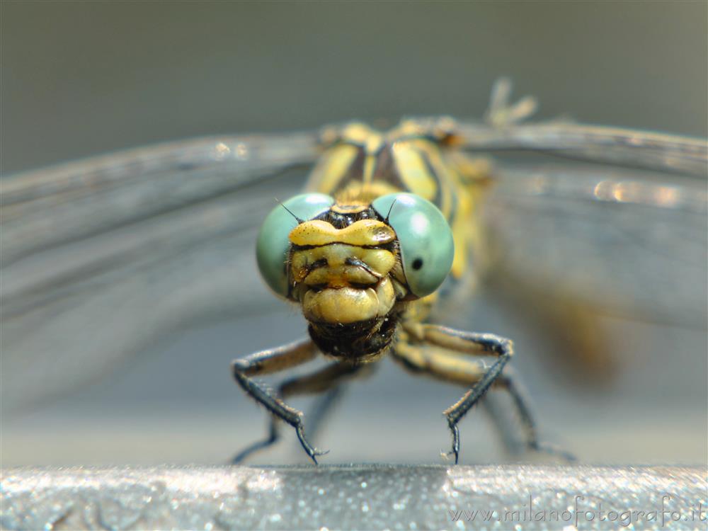 Cadrezzate (Varese, Italy) - Portrait of Onychogomphus forcipatus